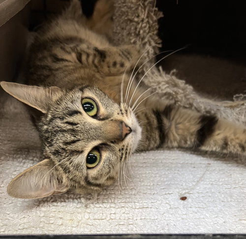 picture of the cat needing adoption