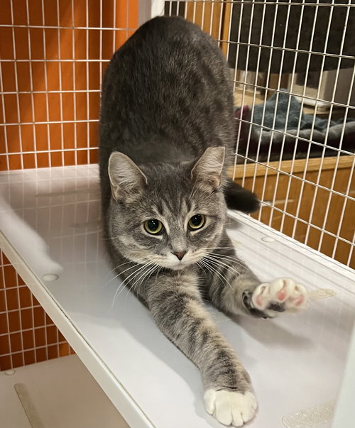 picture of the cat needing adoption
