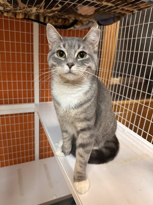 Pumpkin Spice, an adoptable Domestic Short Hair in Blasdell, NY