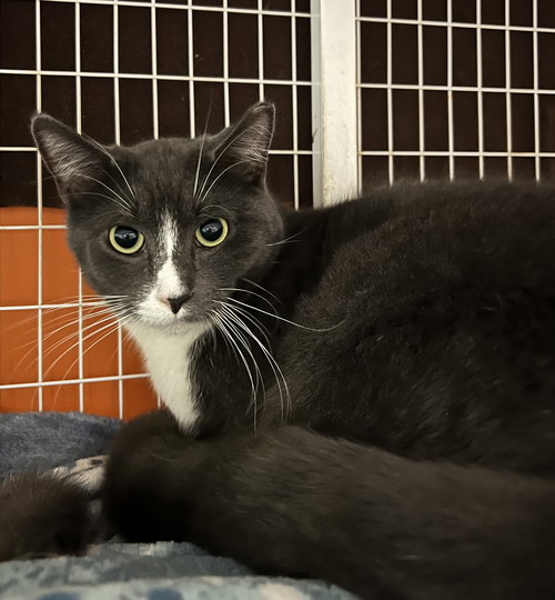 picture of the cat needing adoption