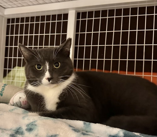 Moose, an adoptable Domestic Short Hair in Blasdell, NY