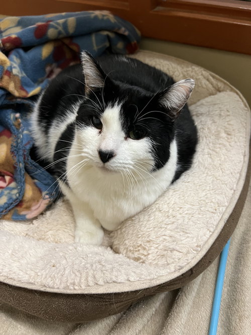 Diamond, an adoptable Domestic Short Hair in Blasdell, NY