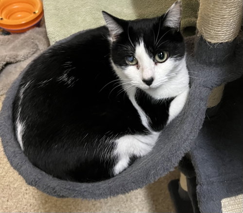 Diamond, a cat for adoption from Friends for Felines, Inc. DBA Tabby Town