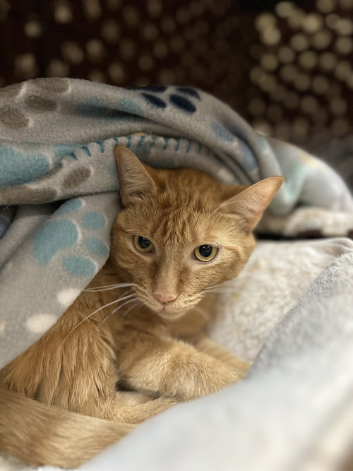 Boocee, an adoptable Domestic Short Hair in Blasdell, NY