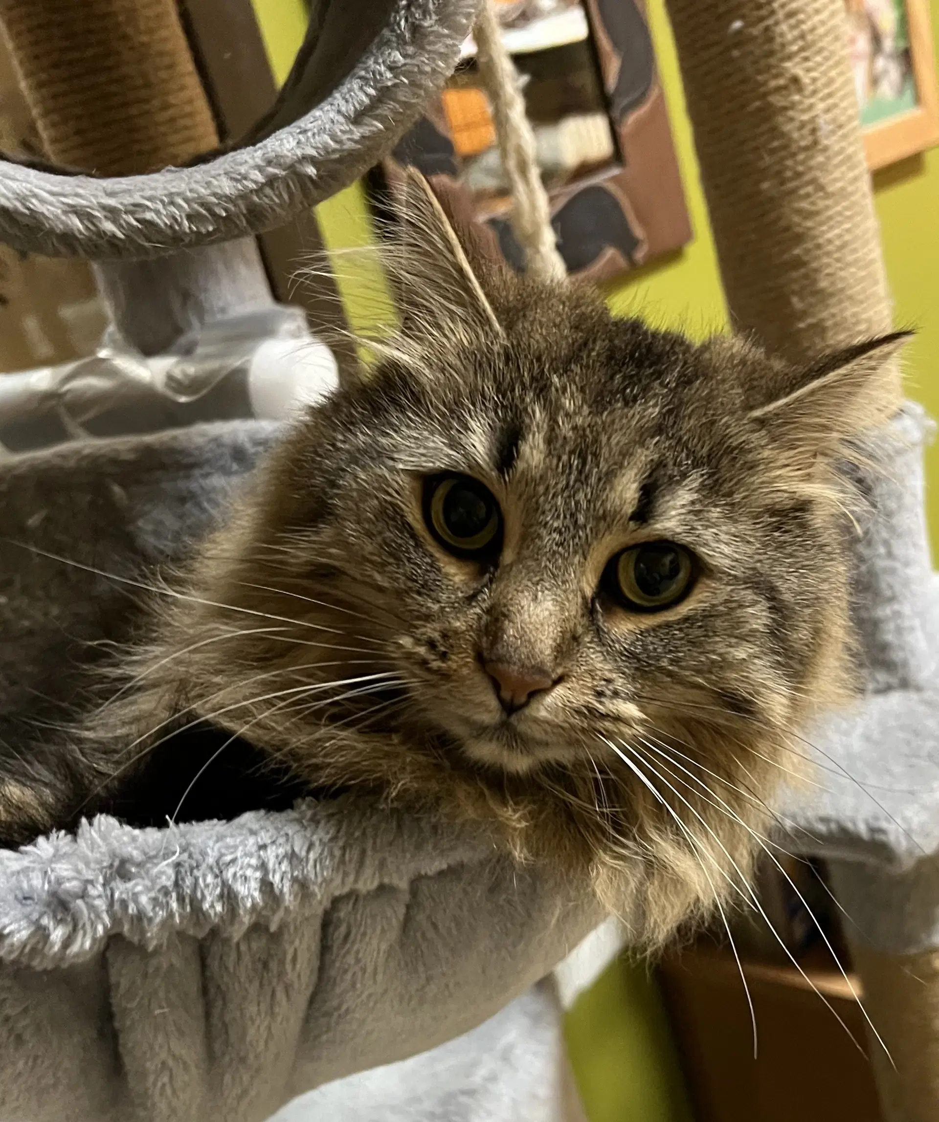 Juno - Domestic Long Hair
