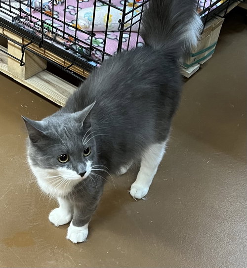 Simon, Young Domestic Short Hair / Mixed (short coat), cat for adoption in Blasdell, New York