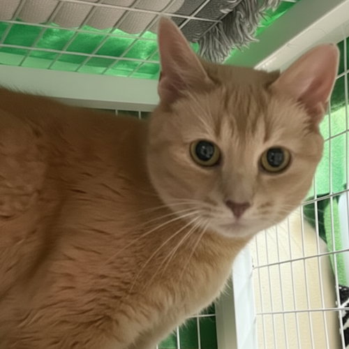 Tigger, an adoptable Domestic Short Hair in Blasdell, NY
