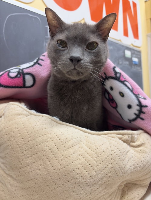 Old Shadow, an adoptable Domestic Short Hair in Blasdell, NY