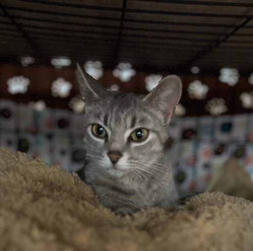 Wilma, an adoptable Domestic Short Hair in Blasdell, NY