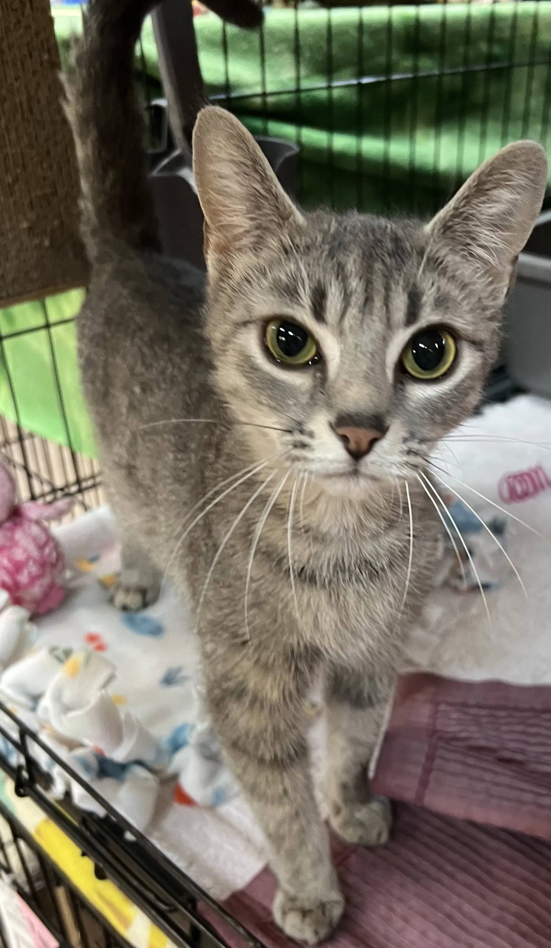 Wilma - Domestic Short Hair