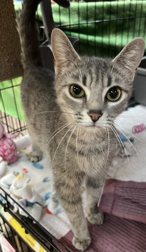 Wilma, an adoptable Domestic Short Hair in Blasdell, NY