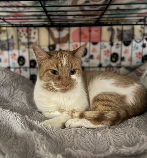 Paige, an adoptable Domestic Short Hair in Blasdell, NY
