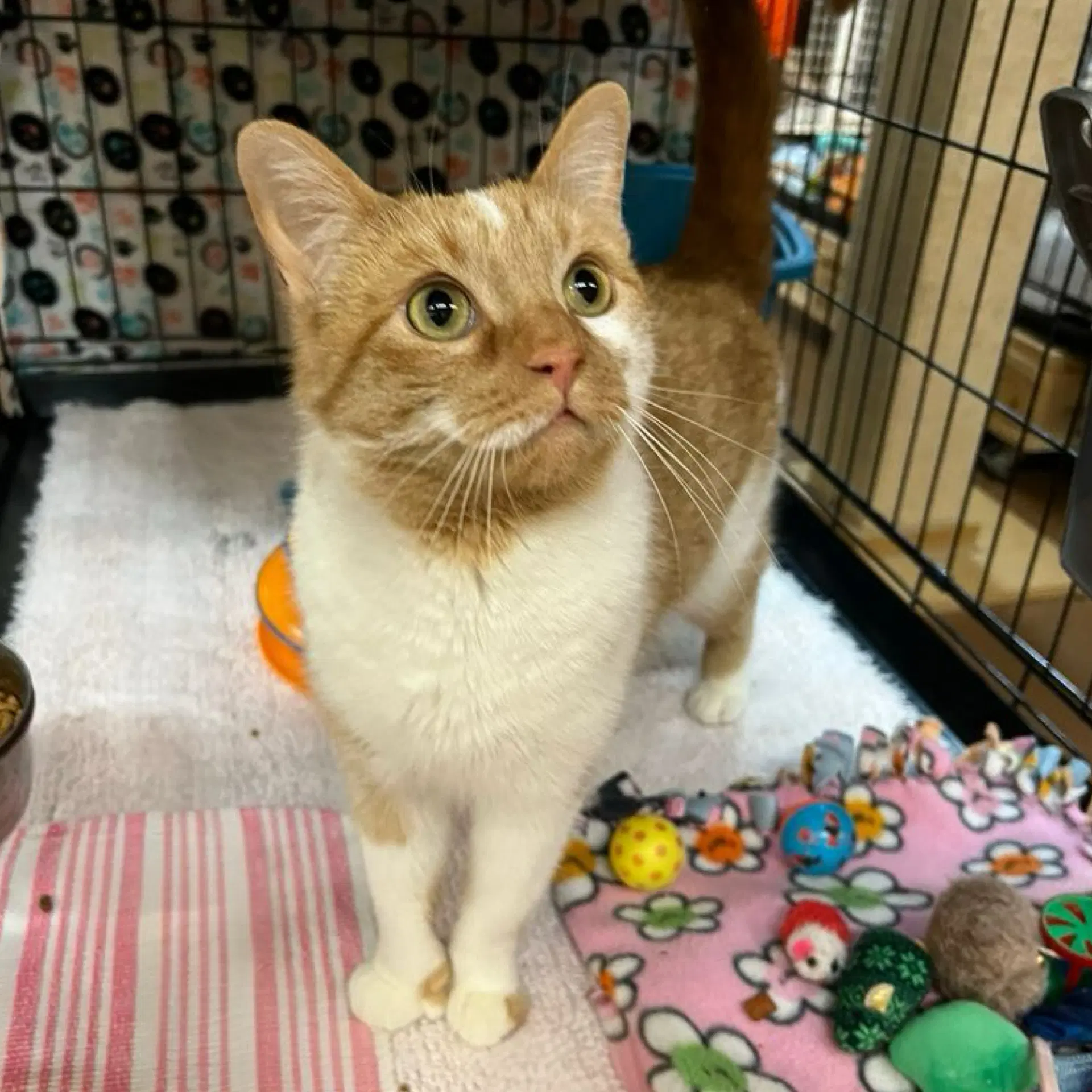 Paige - Domestic Short Hair