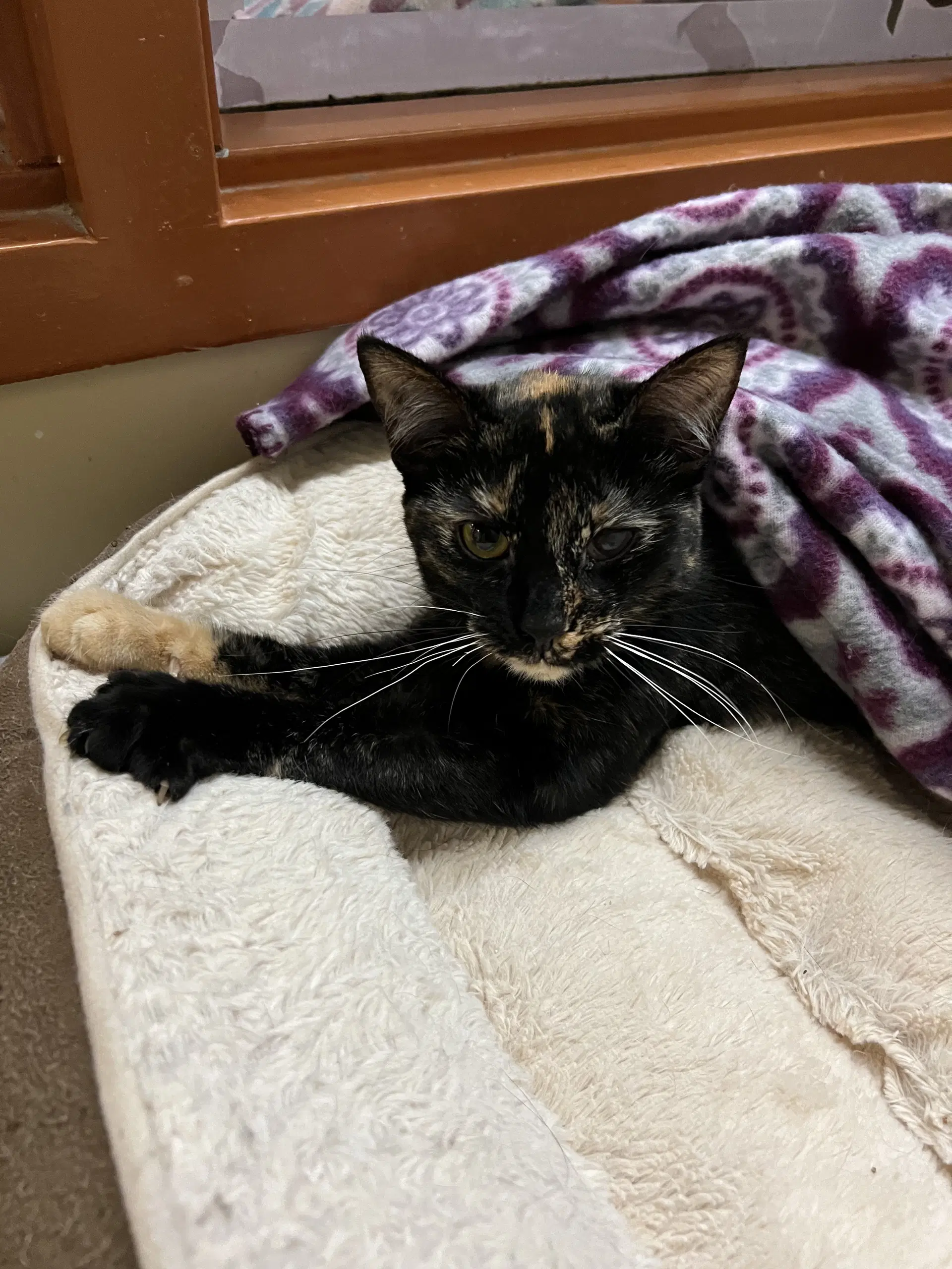 Moxie - Domestic Short Hair