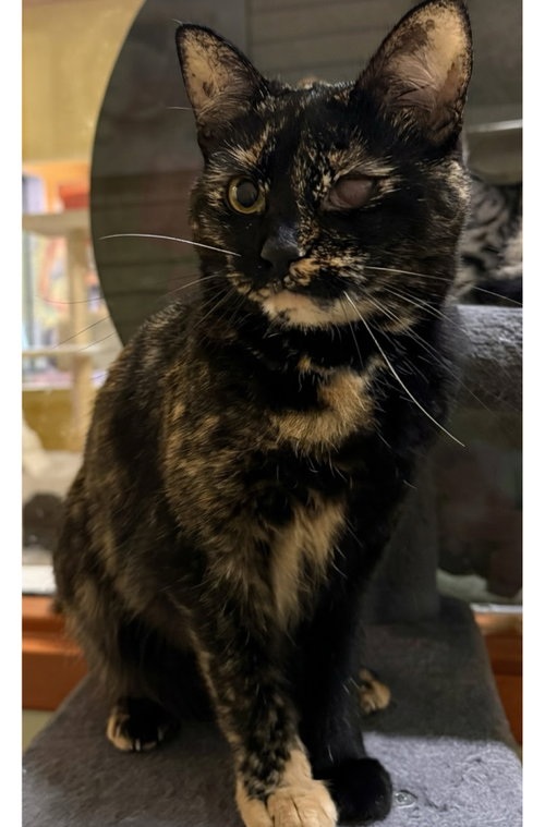Moxie, Domestic Short Hair / Mixed (short coat)
