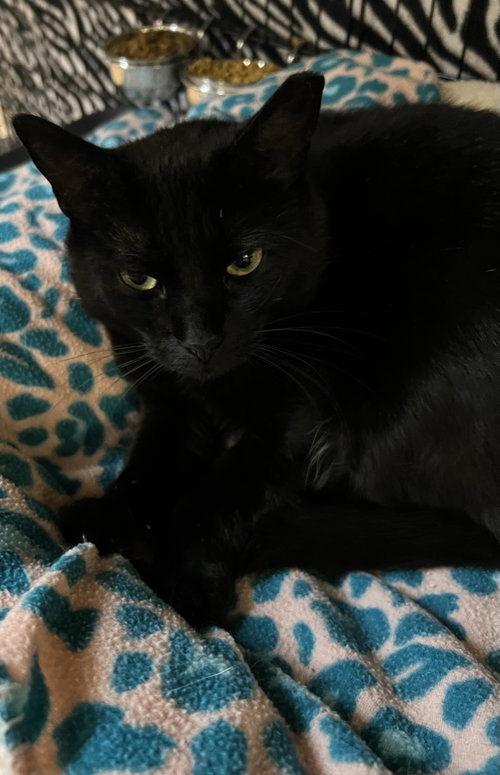Sharon, an adoptable Domestic Short Hair in Blasdell, NY