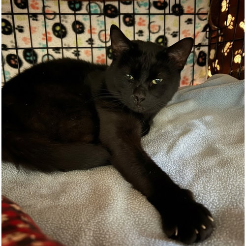 Jonathan, Young Domestic Short Hair / Mixed (short coat), cat for adoption in Blasdell, New York