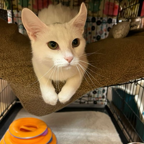 Yuki