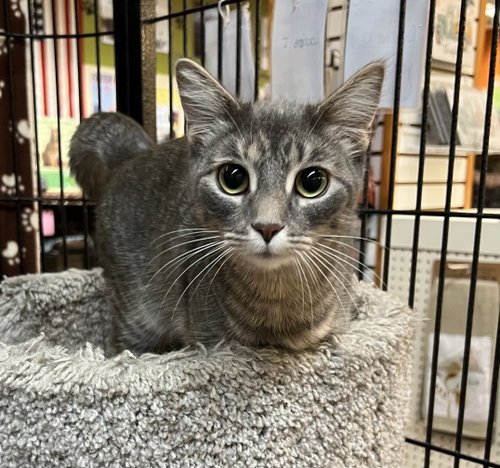 Cassie, an adoptable Domestic Short Hair in Blasdell, NY