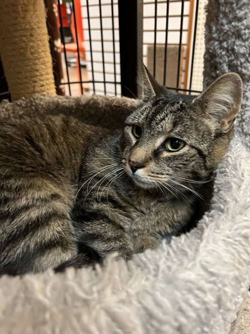Calvin, an adoptable Domestic Short Hair in Blasdell, NY