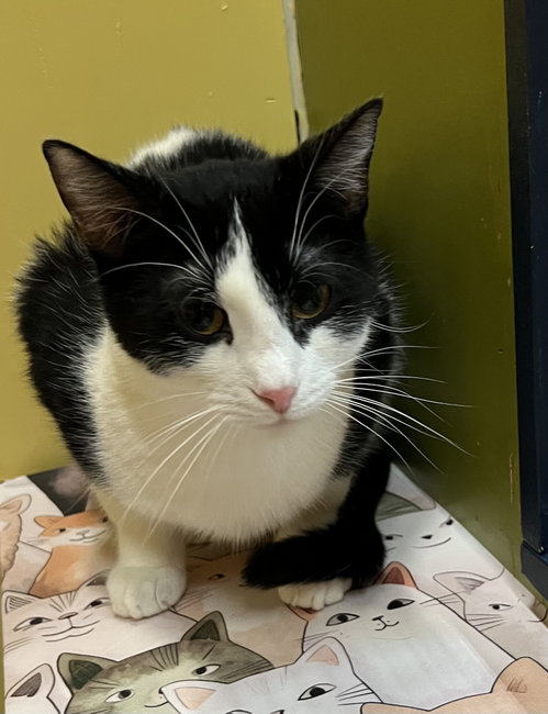 Dakota, an adoptable Domestic Short Hair in Blasdell, NY