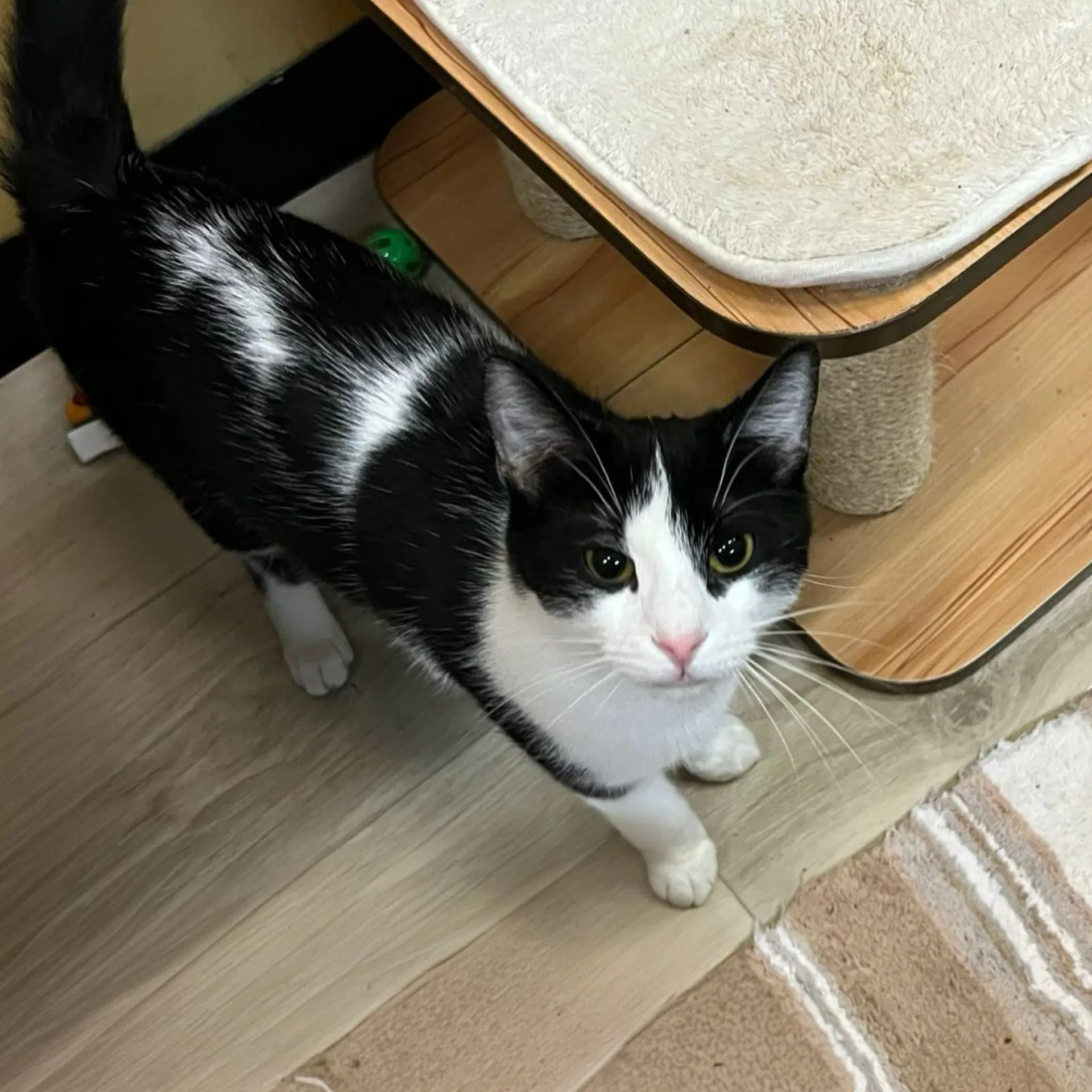 Dakota - Domestic Short Hair