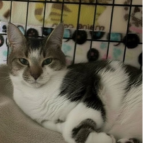 Cassandra, an adoptable Domestic Short Hair in Blasdell, NY