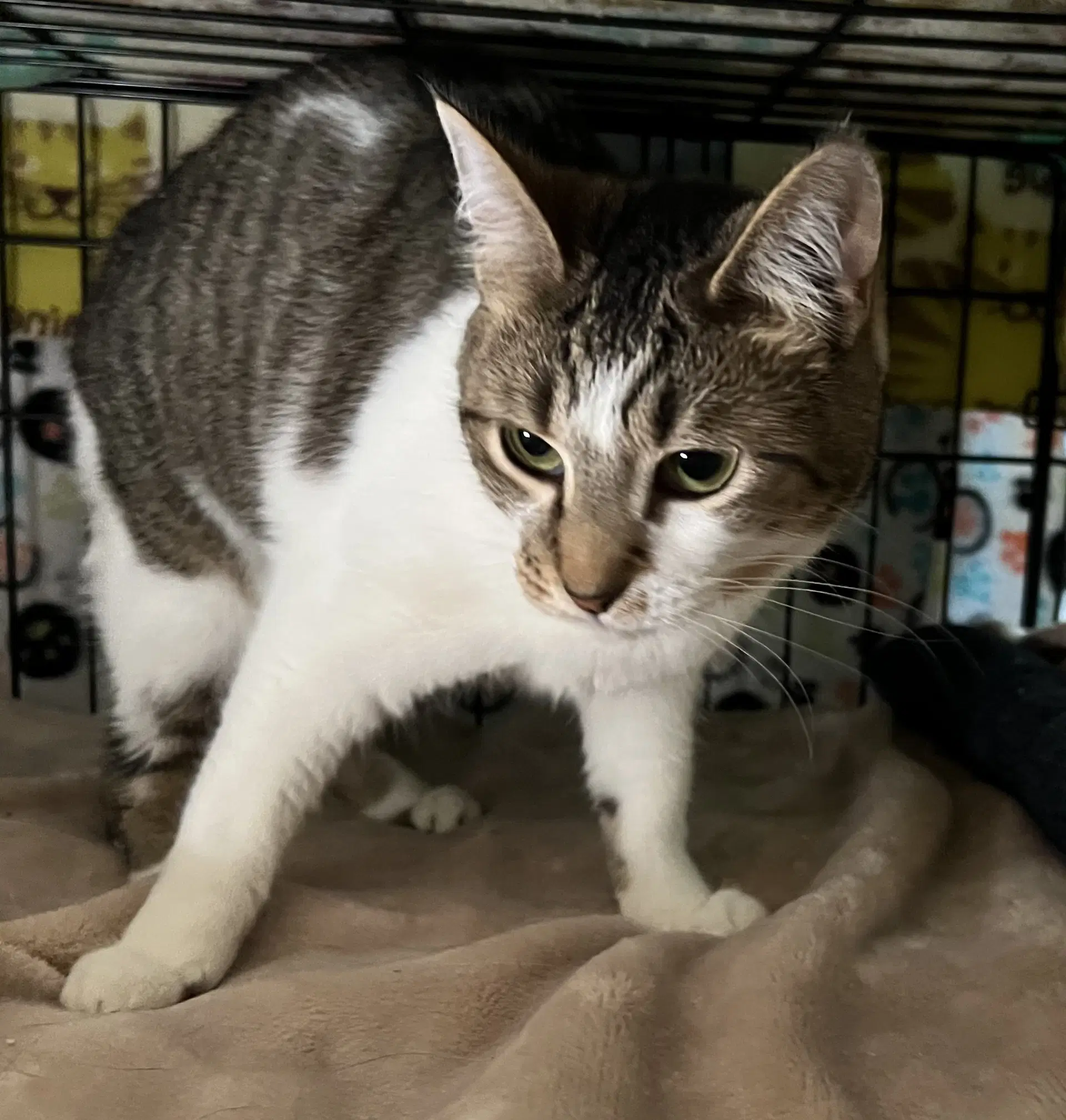Cassandra - Domestic Short Hair