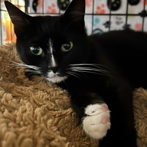 Poppy, an adoptable Domestic Short Hair in Blasdell, NY