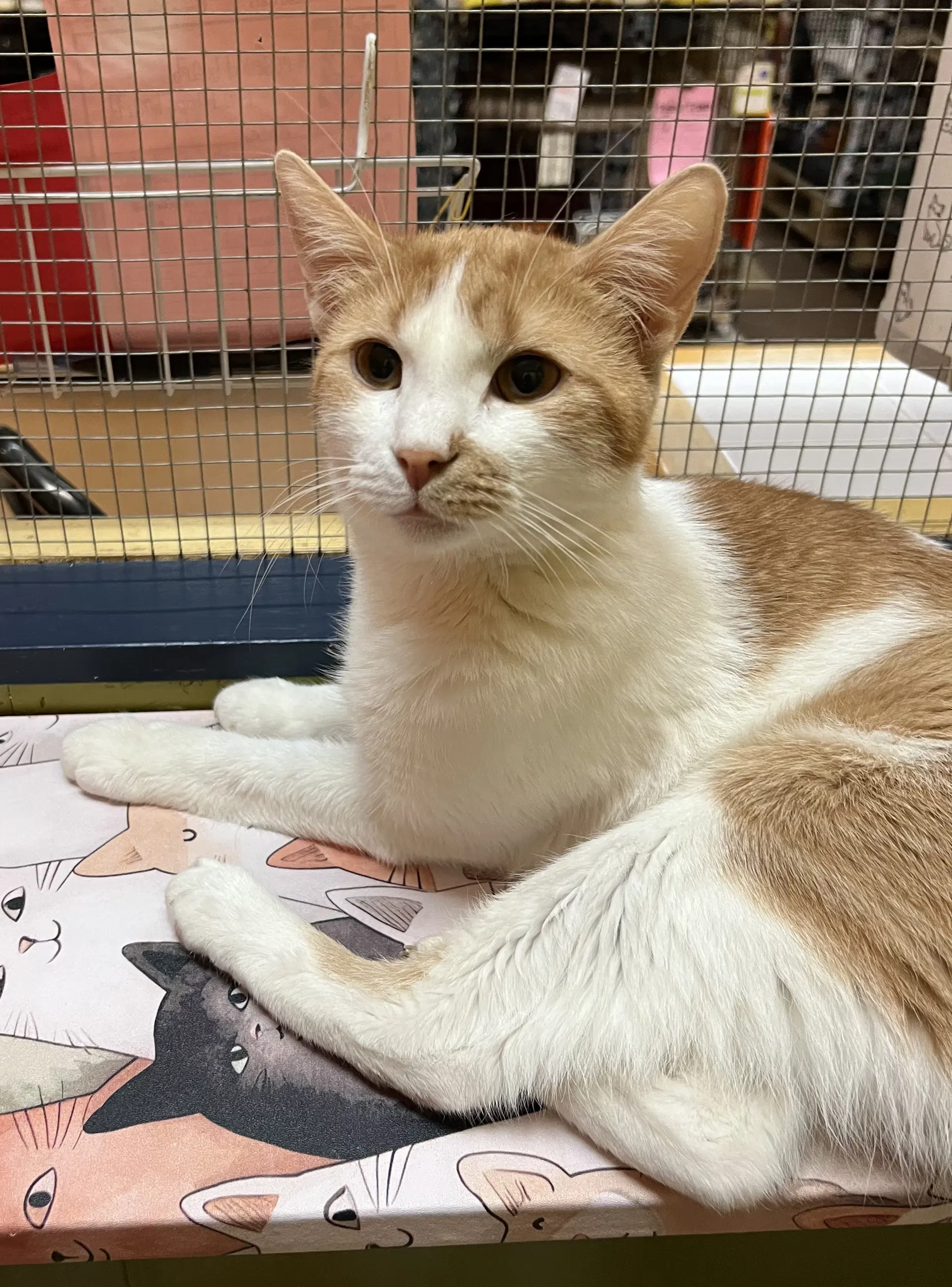 Dallas - Domestic Short Hair
