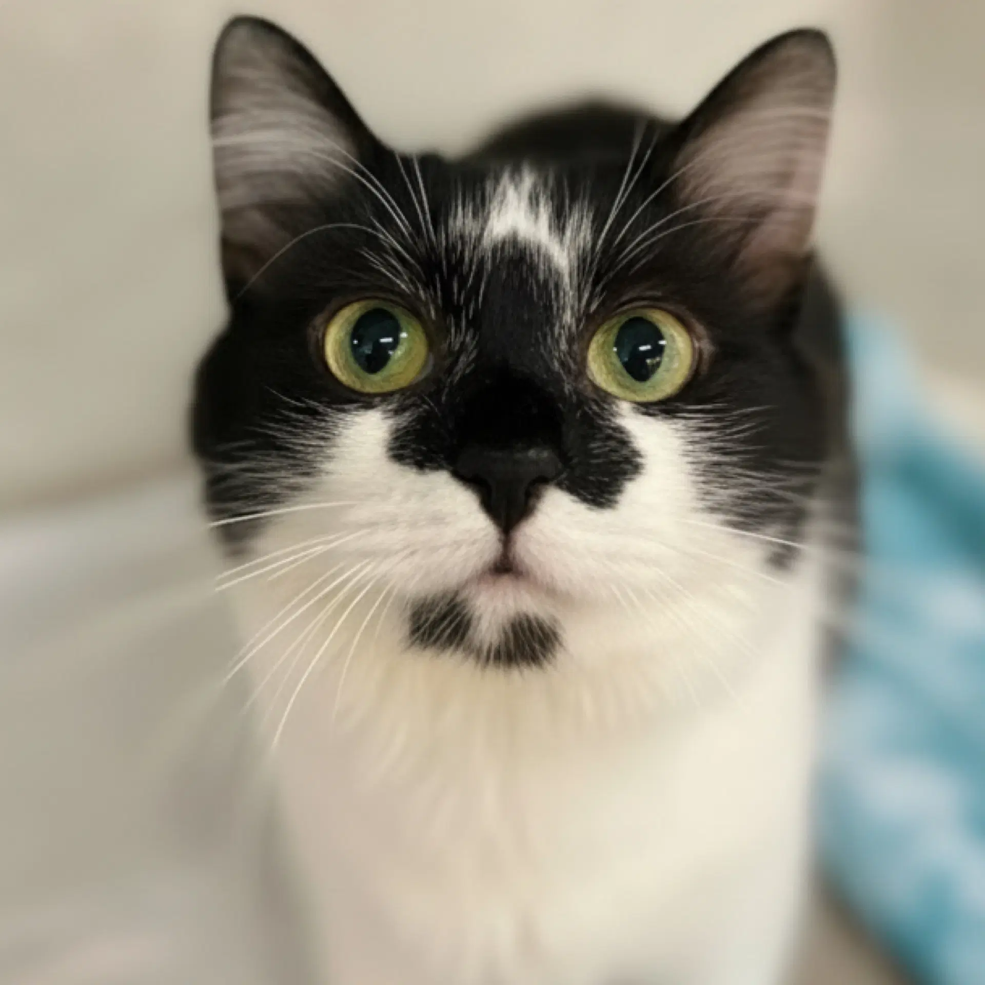 Justina - Domestic Medium Hair