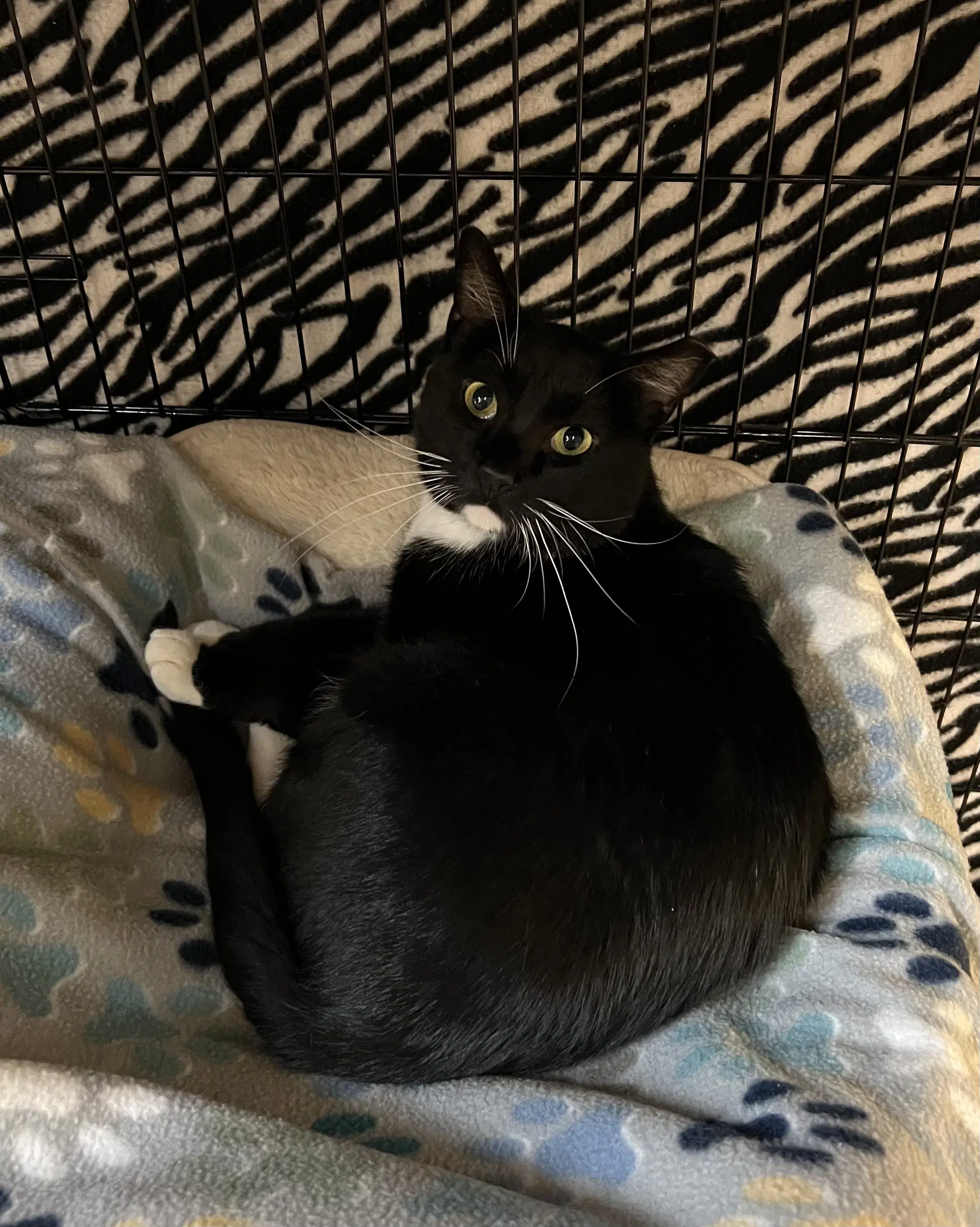 Stash - Domestic Short Hair