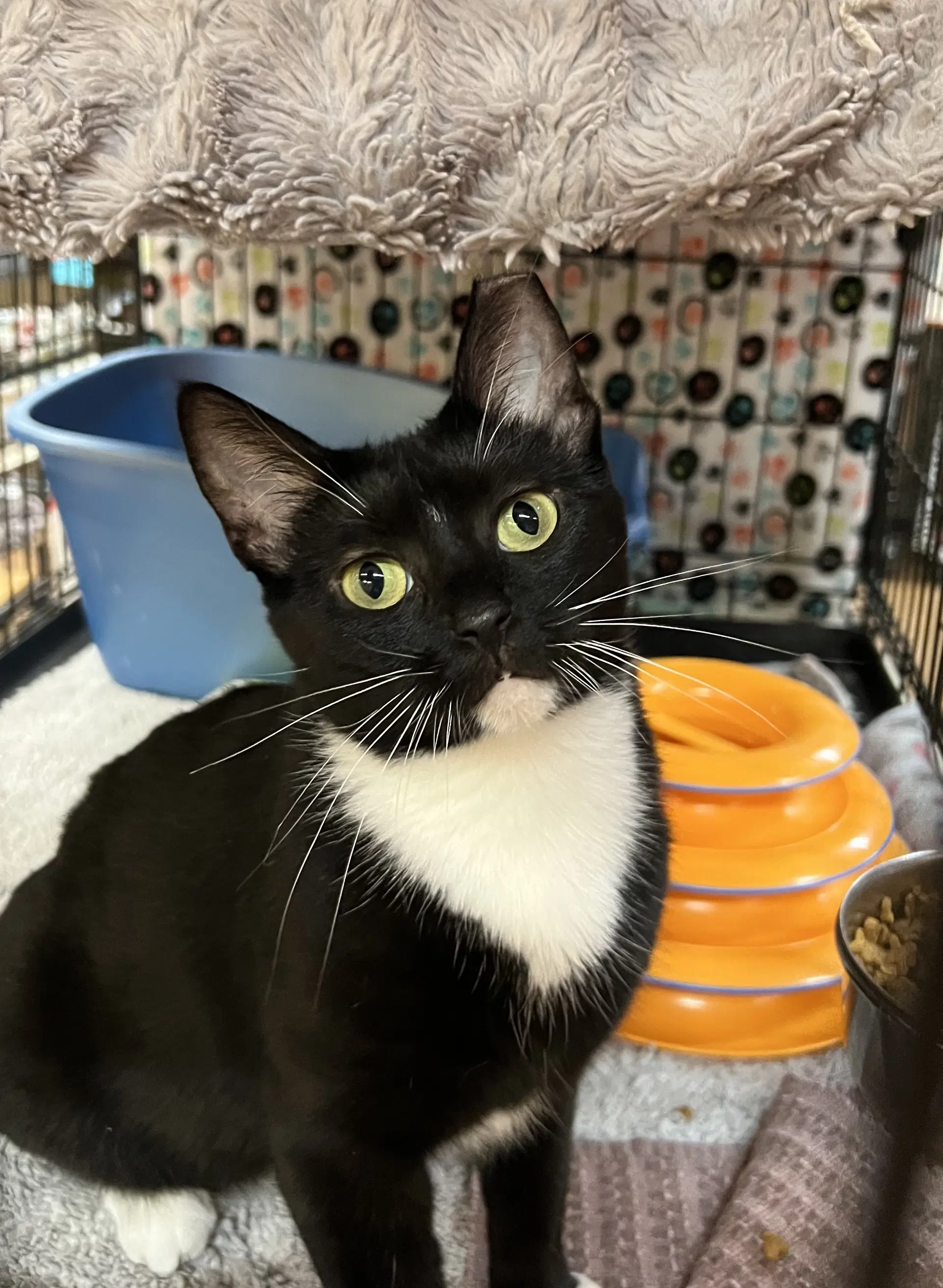 Wanda Rose - Domestic Short Hair