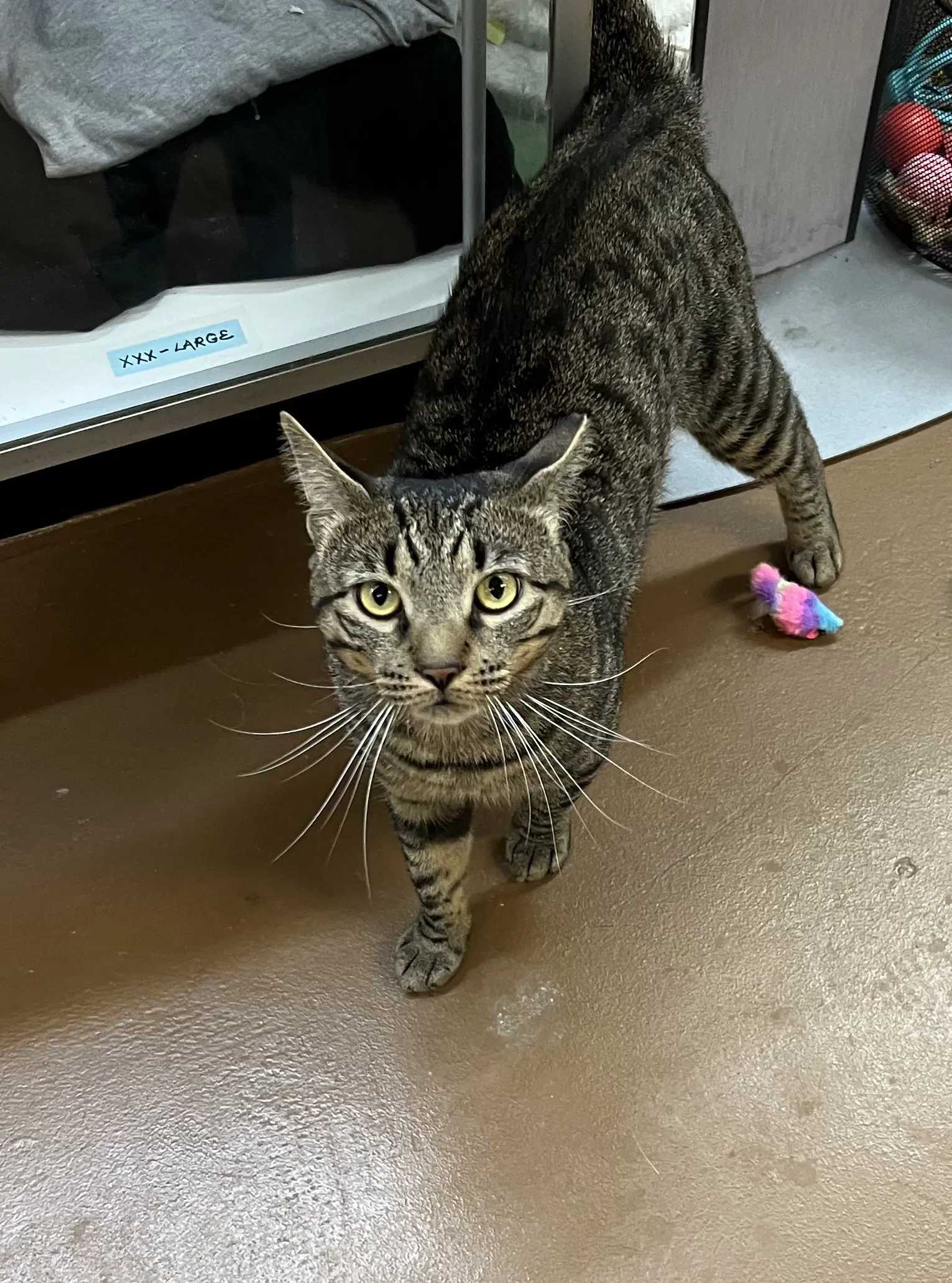 Tigger - Domestic Short Hair