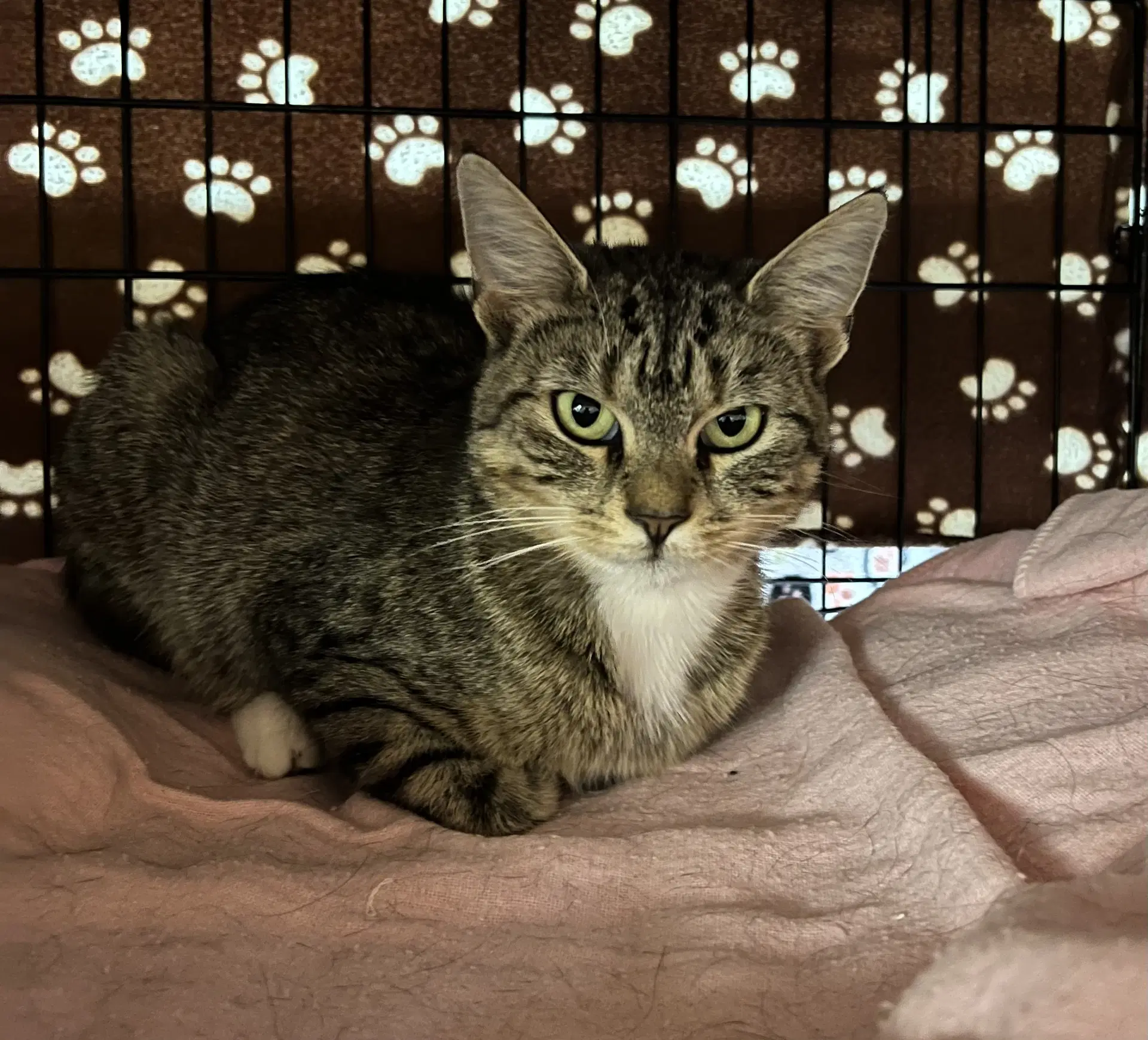 Trix - Domestic Short Hair