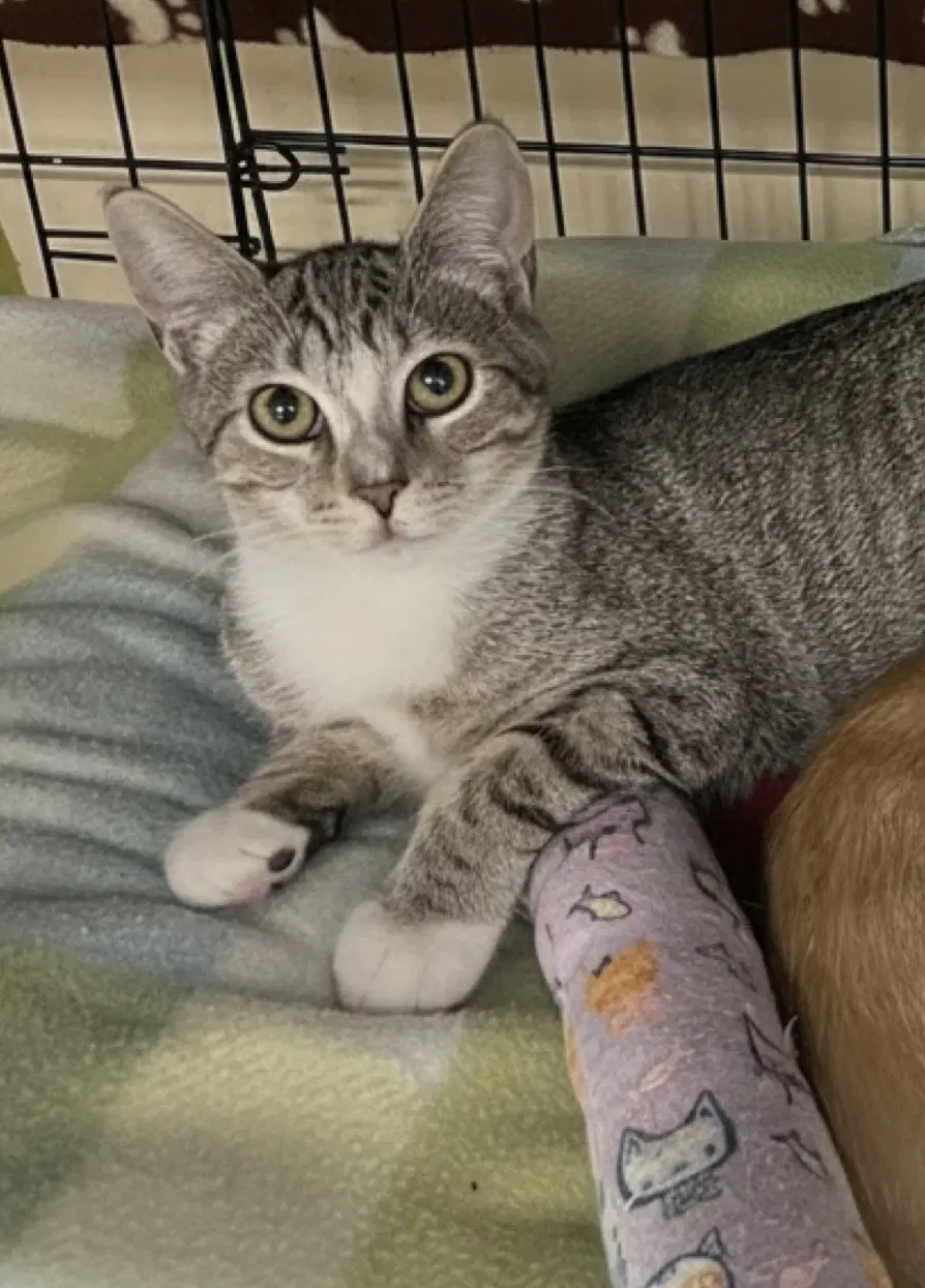 Lonnie - Domestic Short Hair