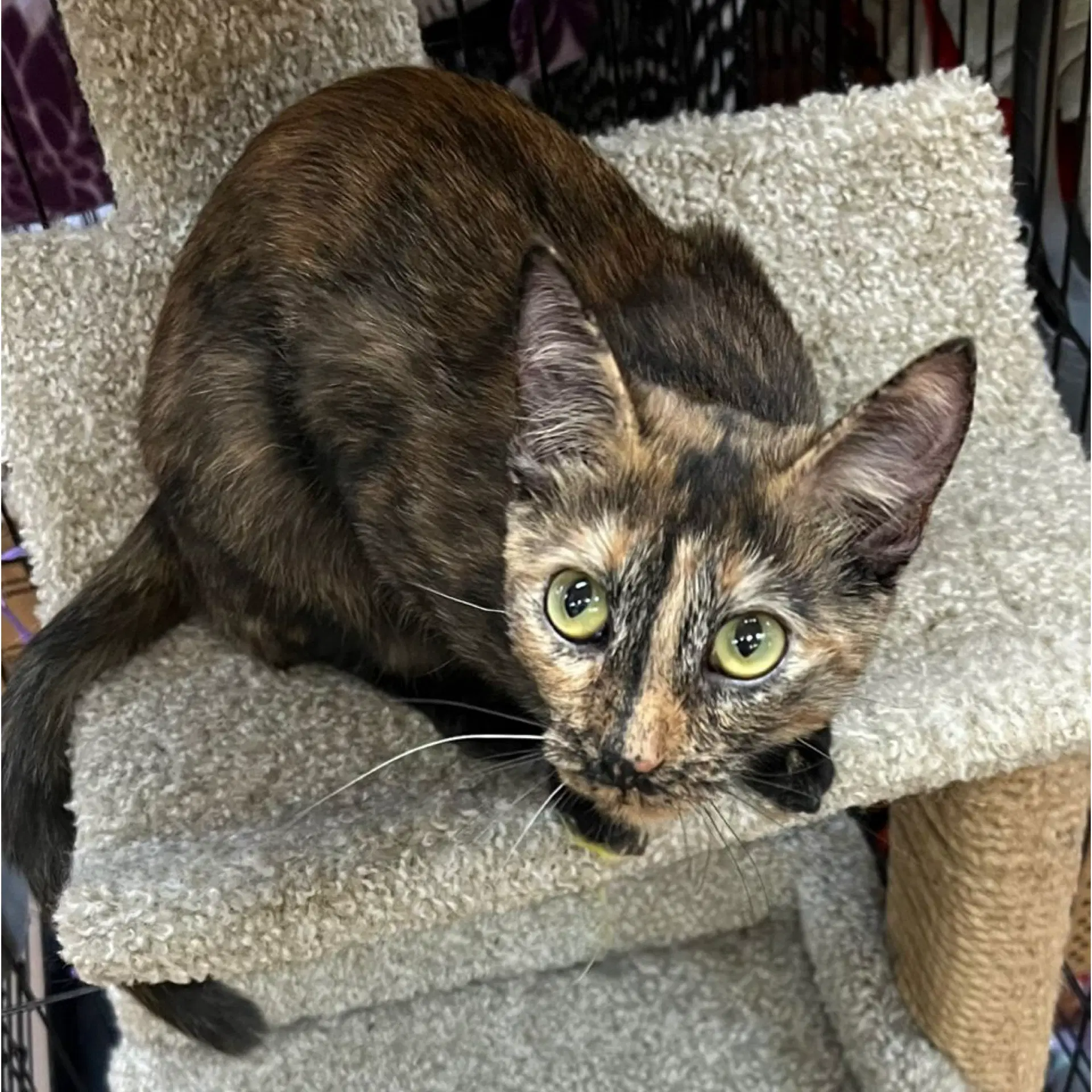 Madonna - Domestic Short Hair