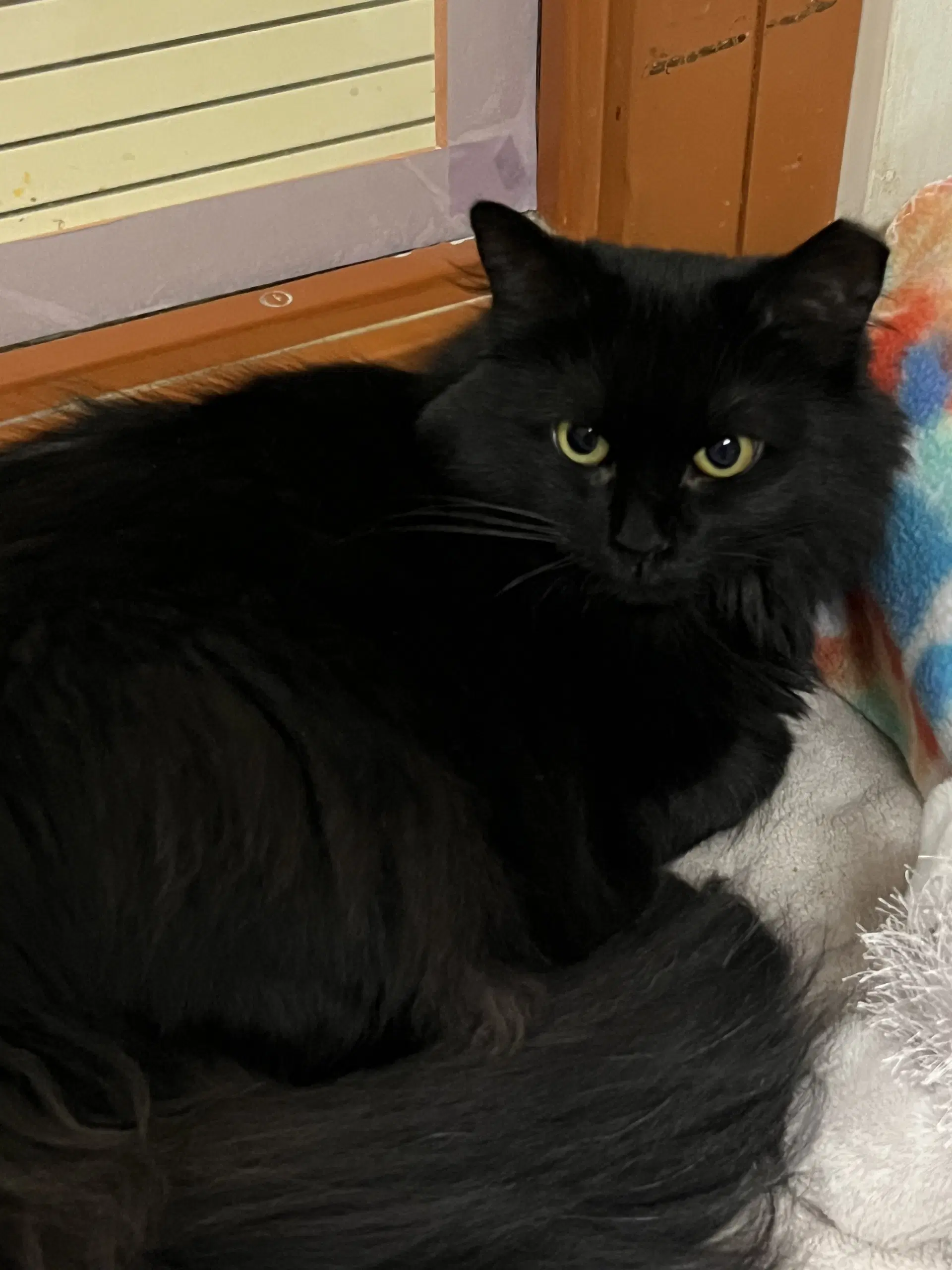 Lucy image 1