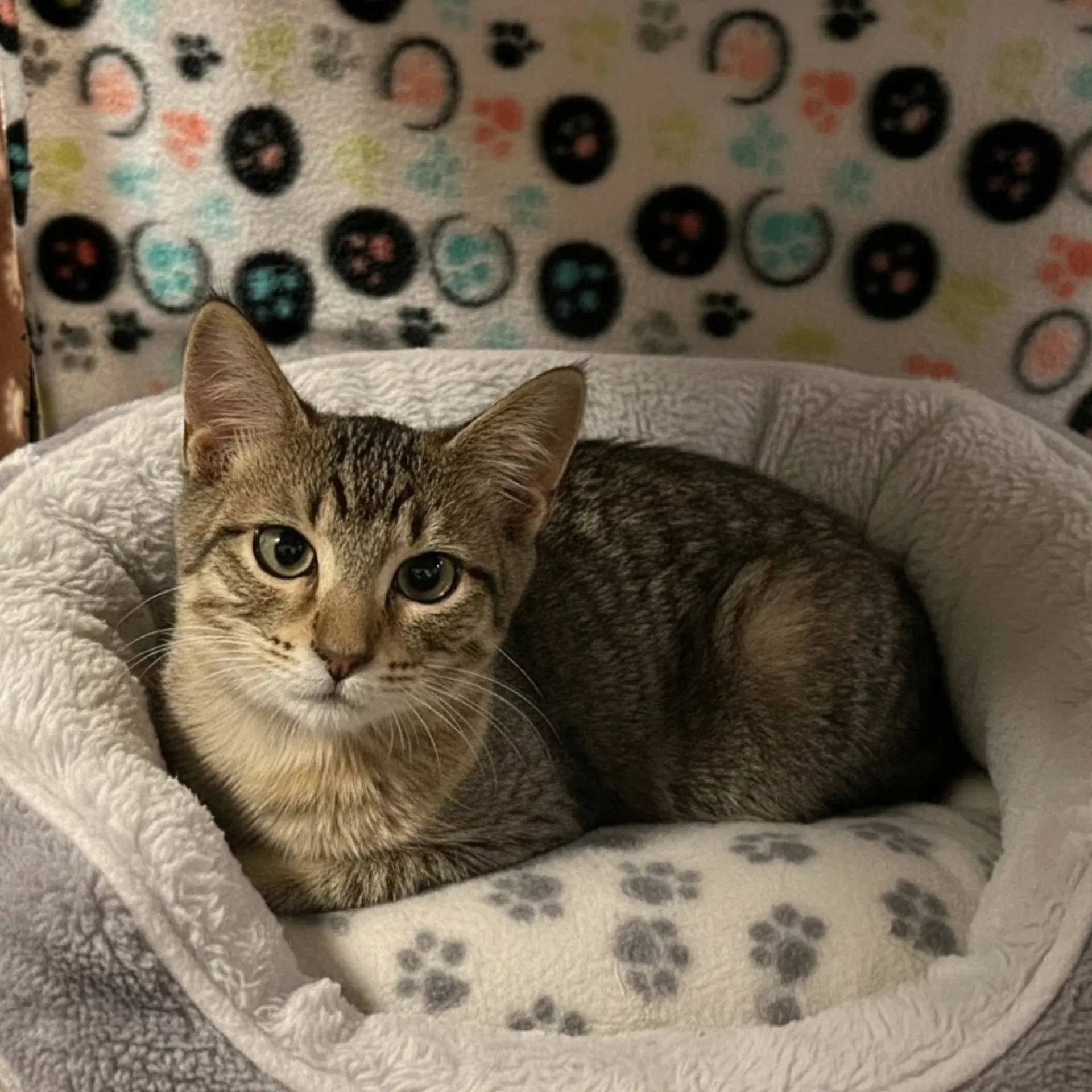 Rigatoni - Domestic Short Hair