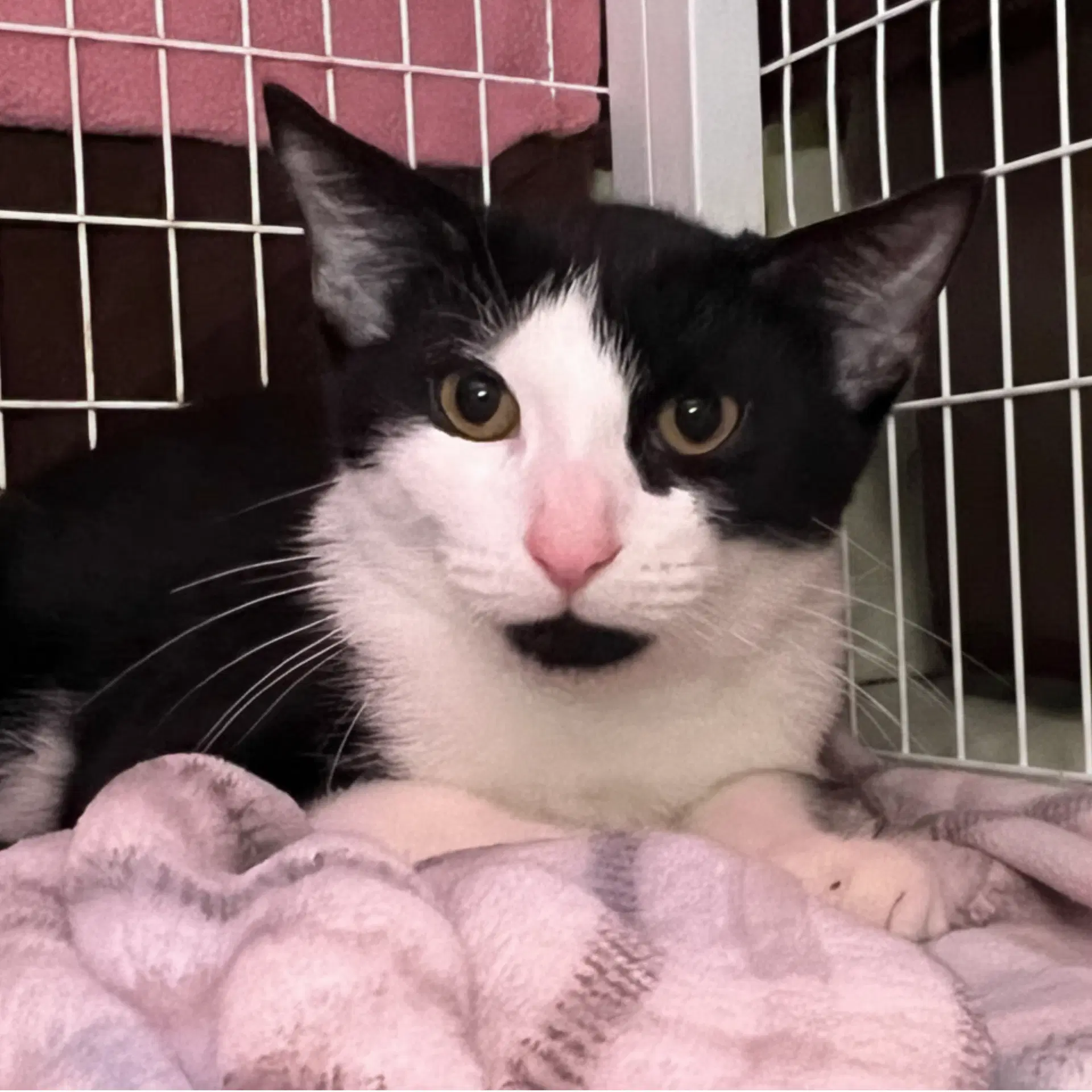 Doobie - Domestic Short Hair