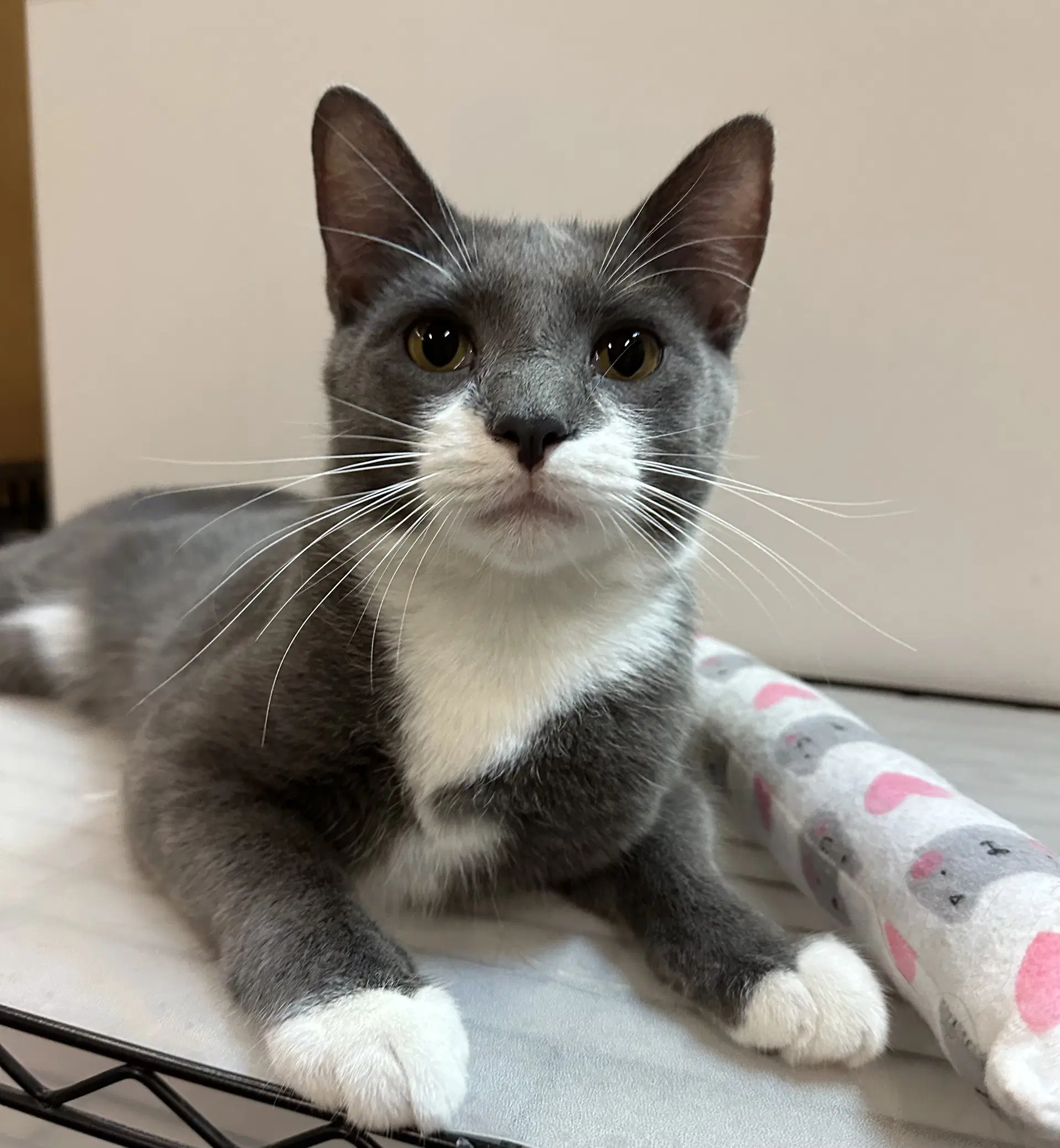 Dickens - Domestic Short Hair