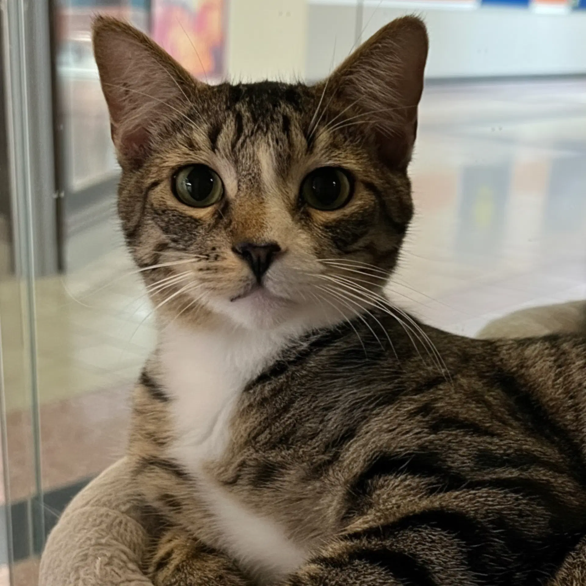 Alfie - Domestic Short Hair