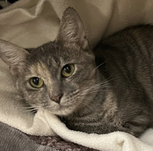 Bonnie, a cat for adoption from Friends for Felines, Inc. DBA Tabby Town