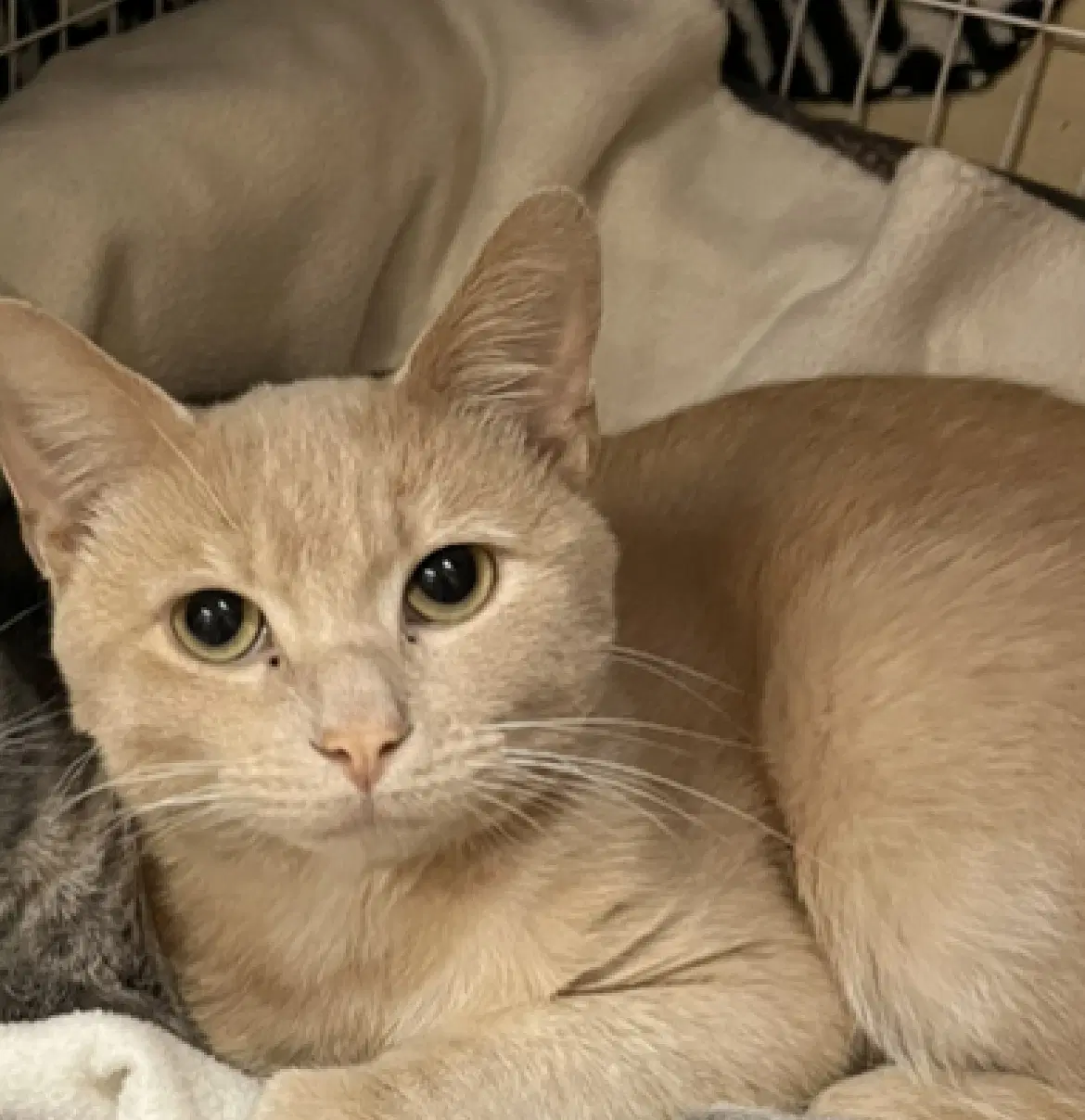 Clyde - Domestic Short Hair