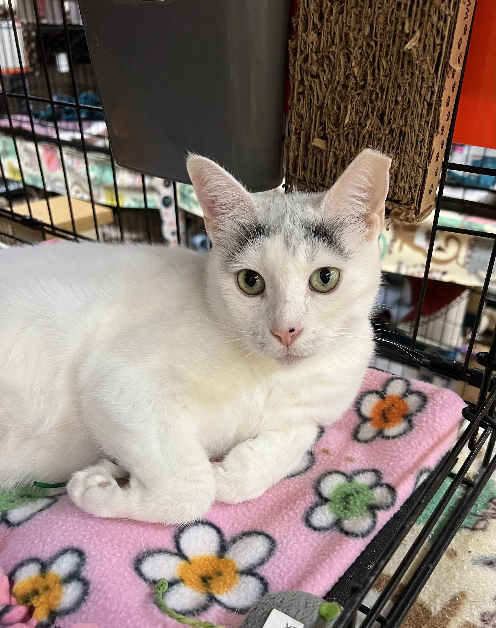 Nova - Domestic Short Hair