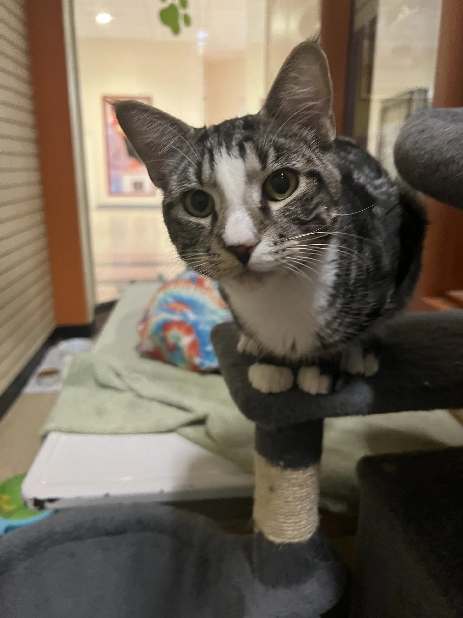 Pewter - Domestic Short Hair