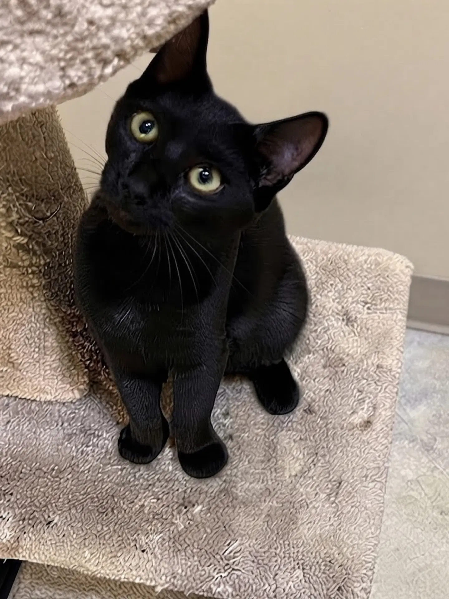 Gracie - Domestic Short Hair