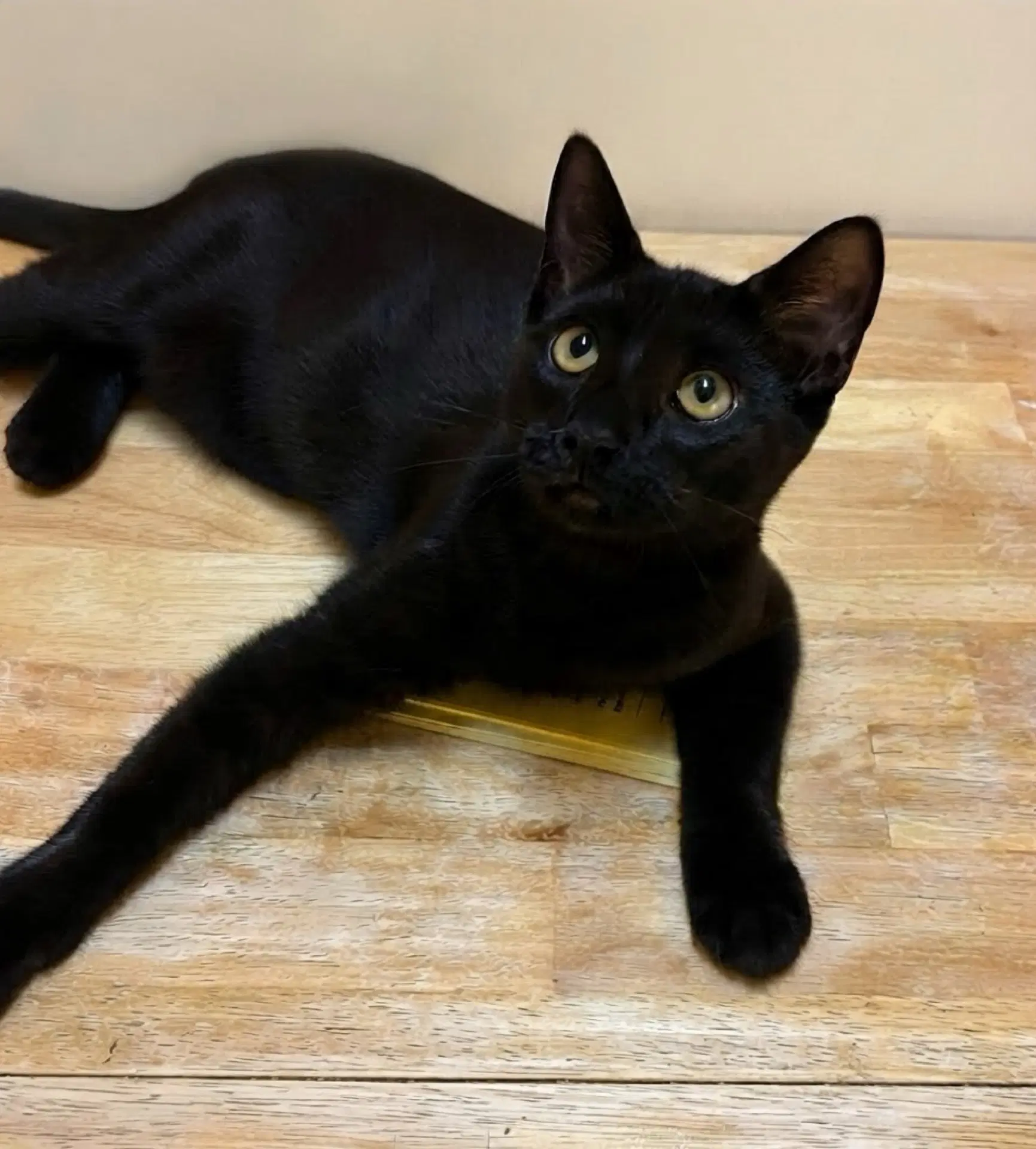 Angel - Domestic Short Hair
