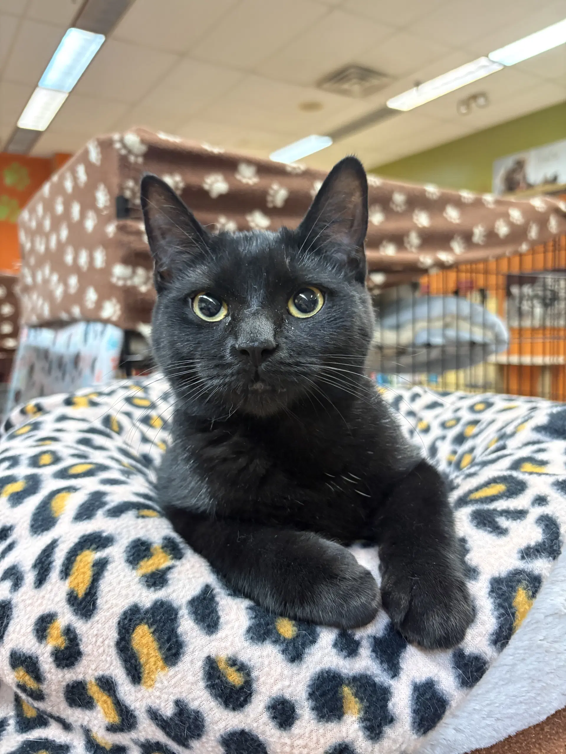 Minn - Domestic Short Hair