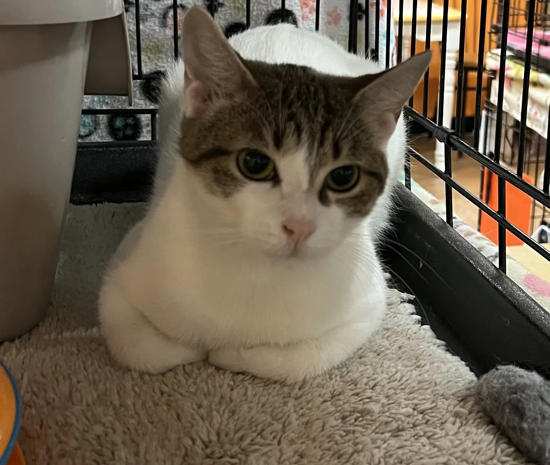 Chiffon - Domestic Short Hair